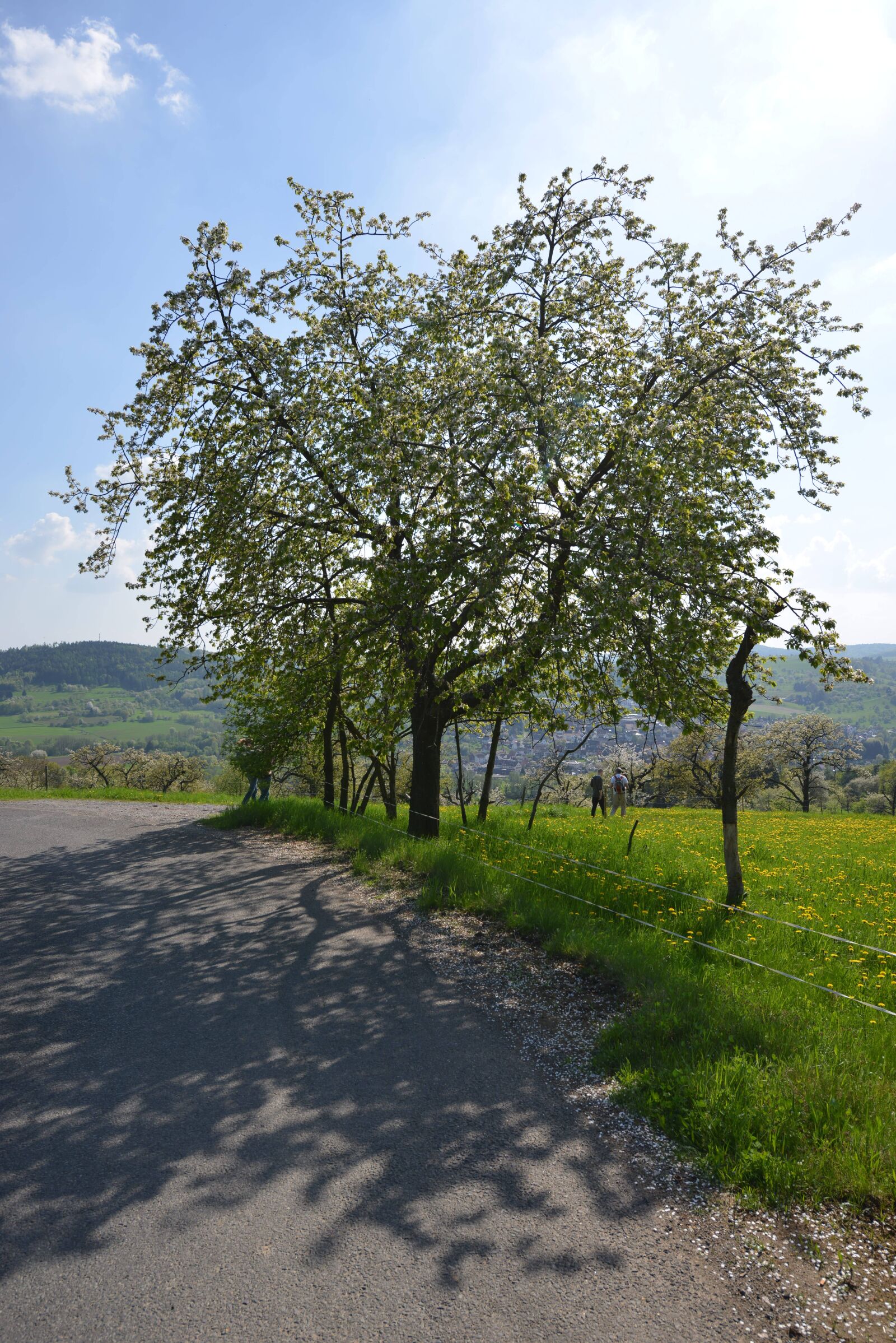 Nikon D800 sample photo. Spessart, tree, summer photography