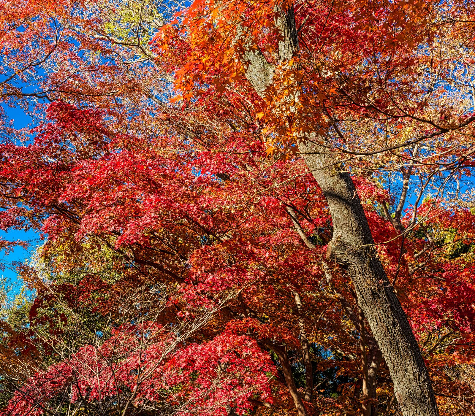 Nikon D750 sample photo. Fall, leaf, tree photography