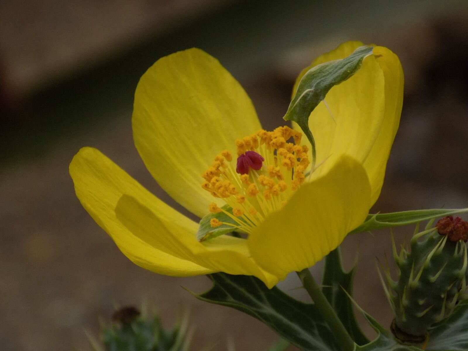 Nikon COOLPIX L340 sample photo. Blossom, bloom, yellow photography