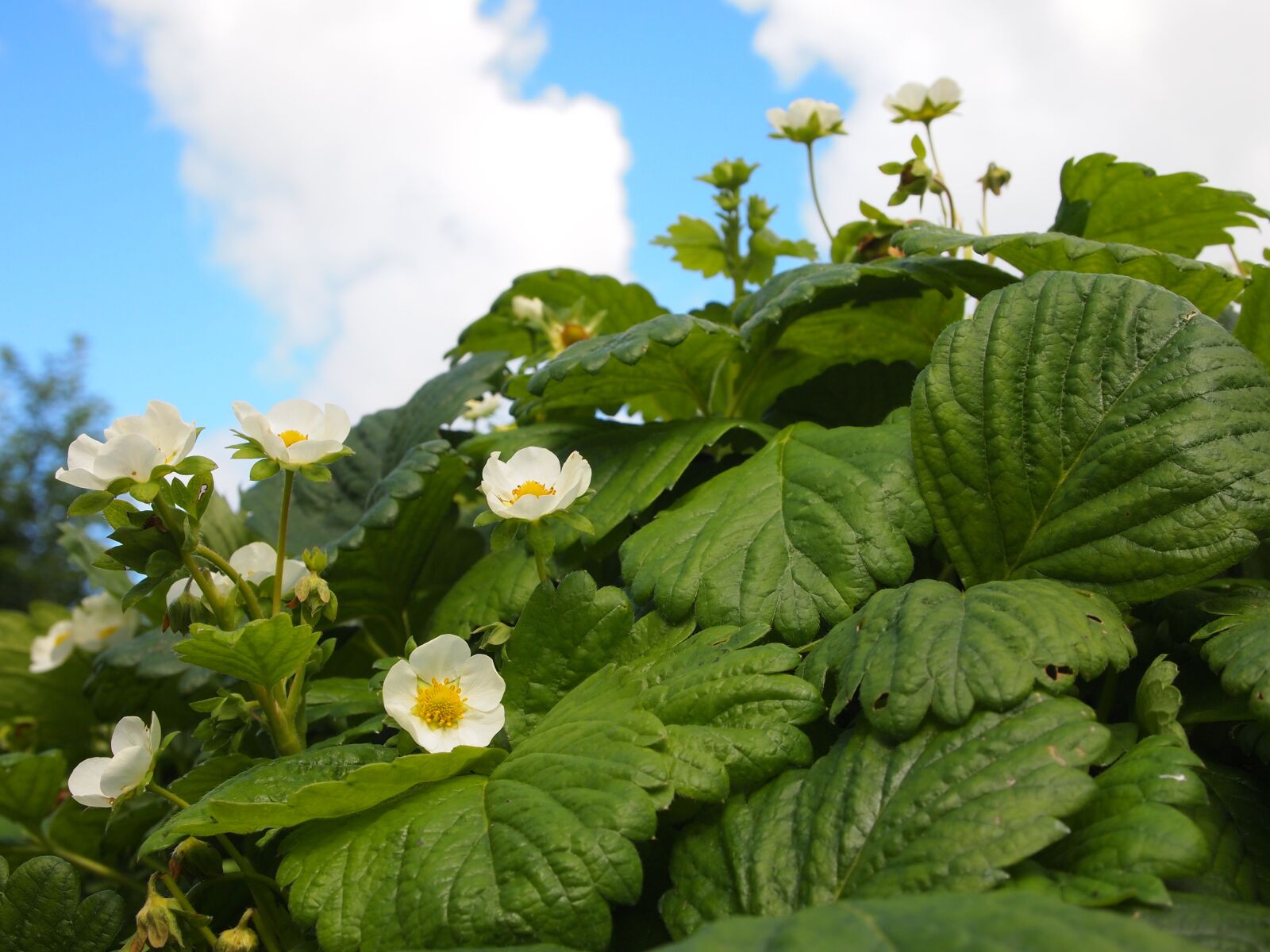 Olympus PEN E-PL1 sample photo. Flowers, garden, strawberry photography
