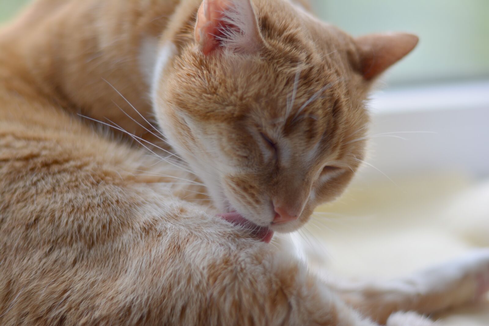 Nikon D5200 sample photo. Cat, pet, kitten photography