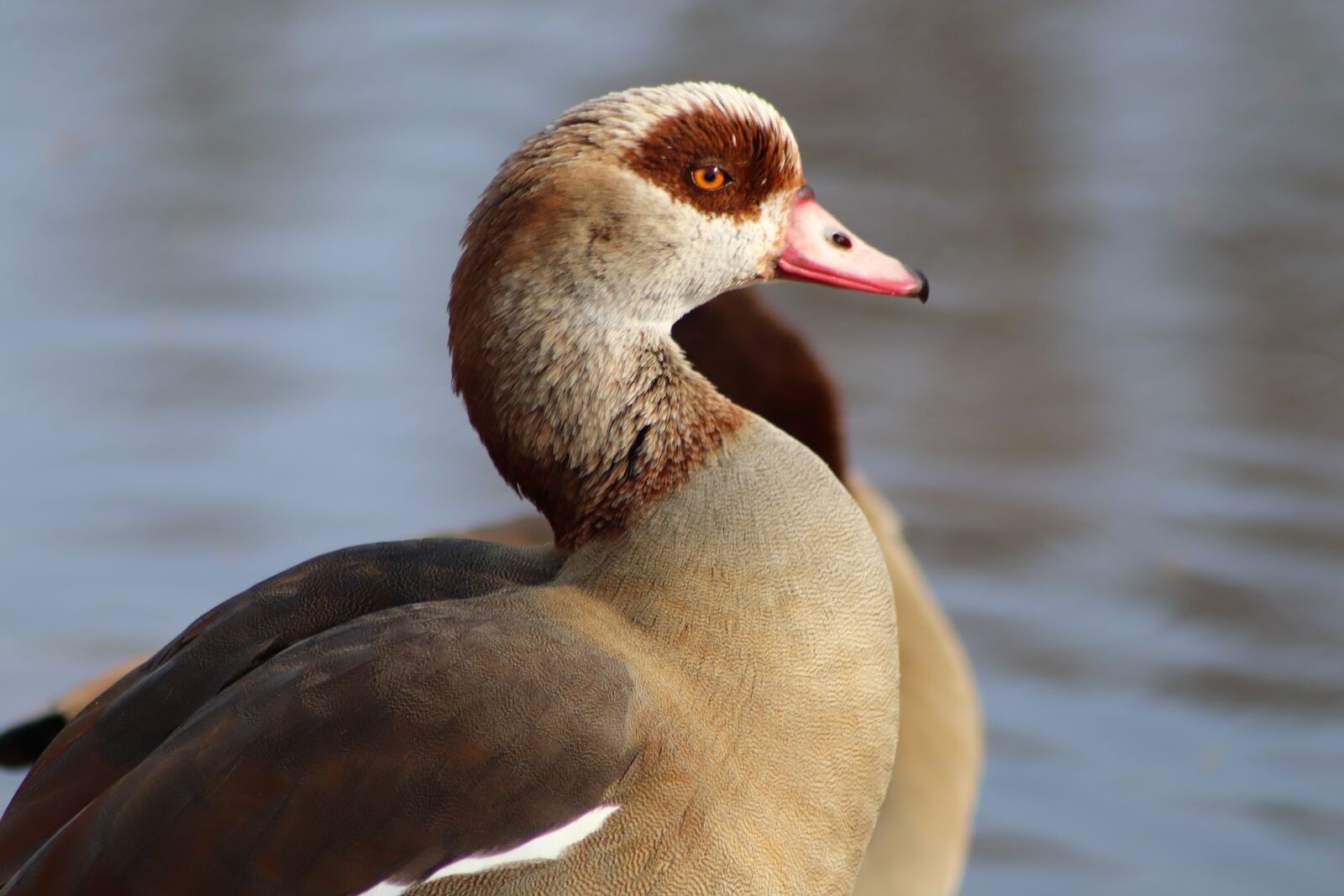 Canon EOS 800D (EOS Rebel T7i / EOS Kiss X9i) sample photo. Nilgans, wild goose, goose photography