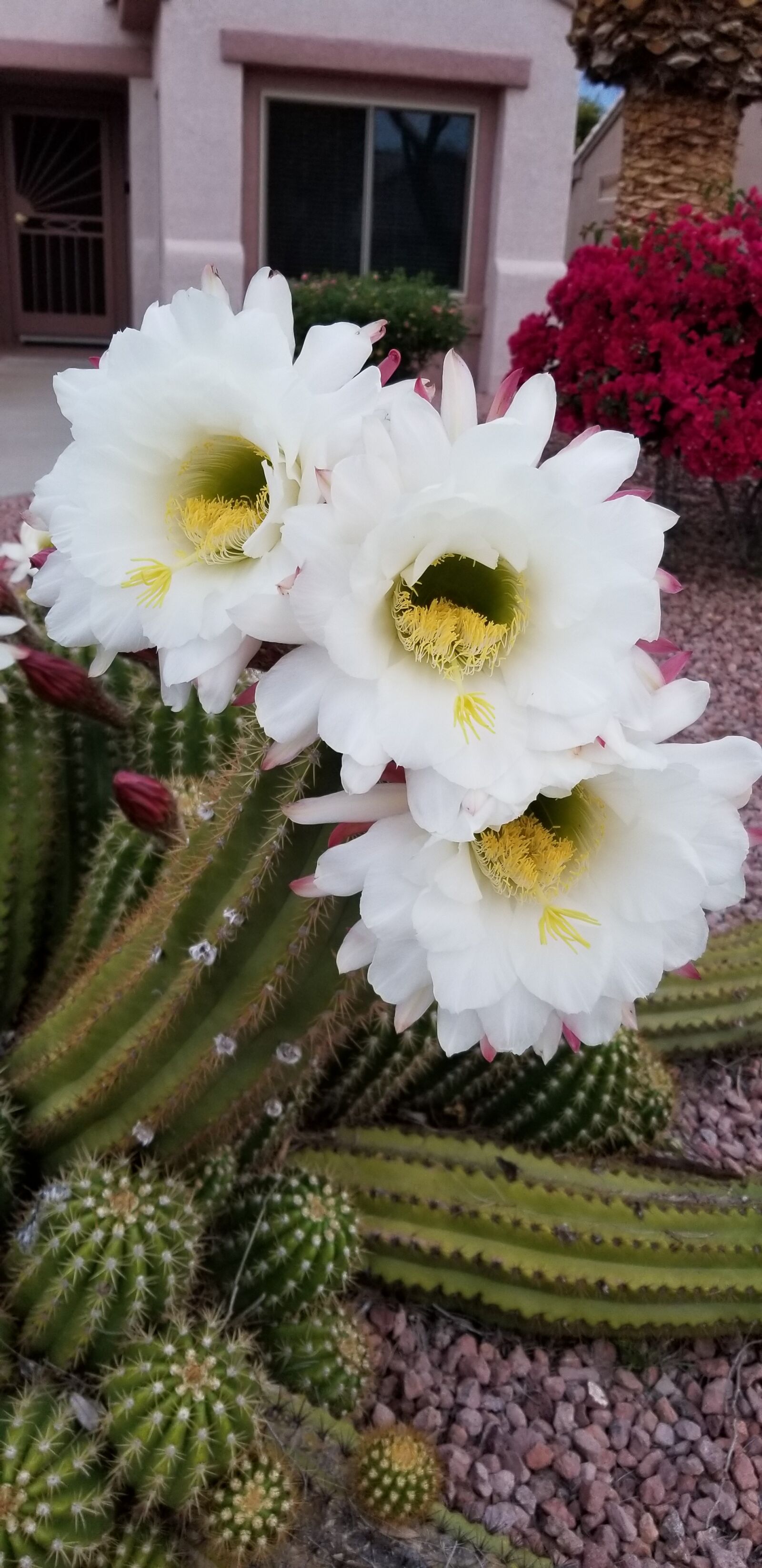 Samsung Galaxy S8 sample photo. Cacti, flowers, white photography