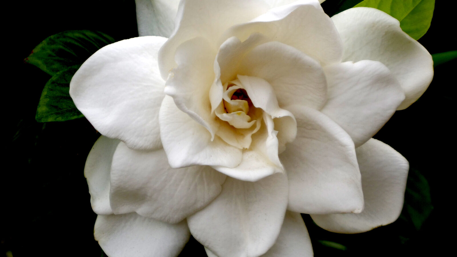 Pentax 02 Standard Zoom sample photo. Flower, gardenia photography