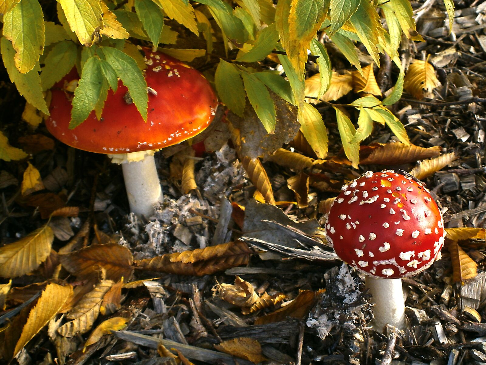 Olympus VG160,X990,D745 sample photo. Mushroom, autumn, fly agaric photography
