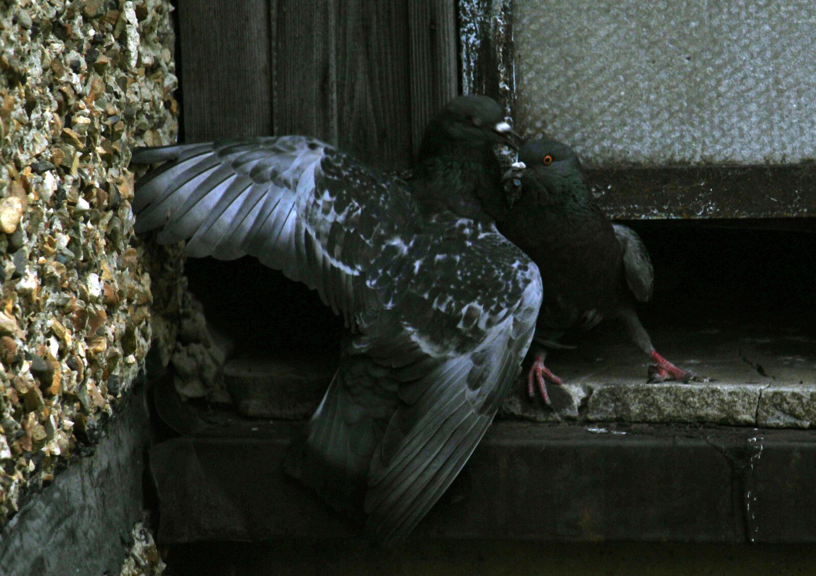 Canon EOS 1200D (EOS Rebel T5 / EOS Kiss X70 / EOS Hi) sample photo. Pigeons, wings, dove photography