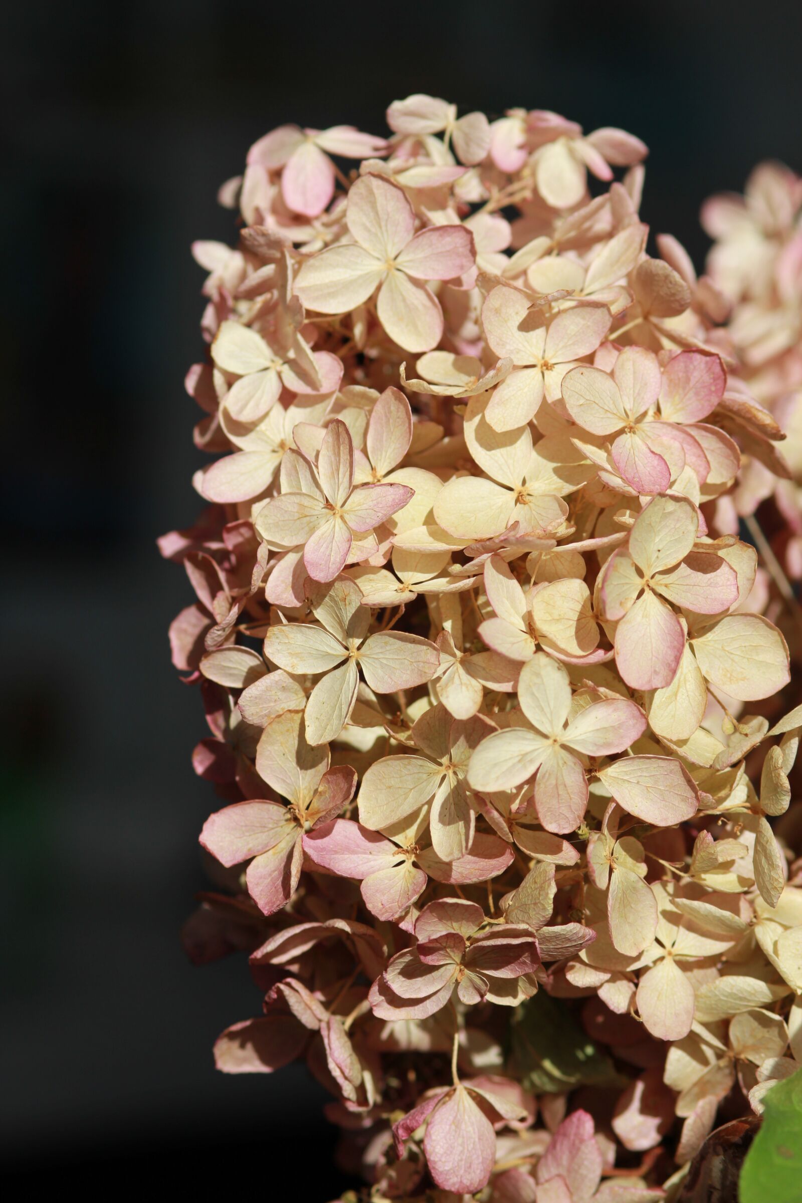 Canon EF 100mm F2.0 USM sample photo. Hydrangea, flower, dried-up photography