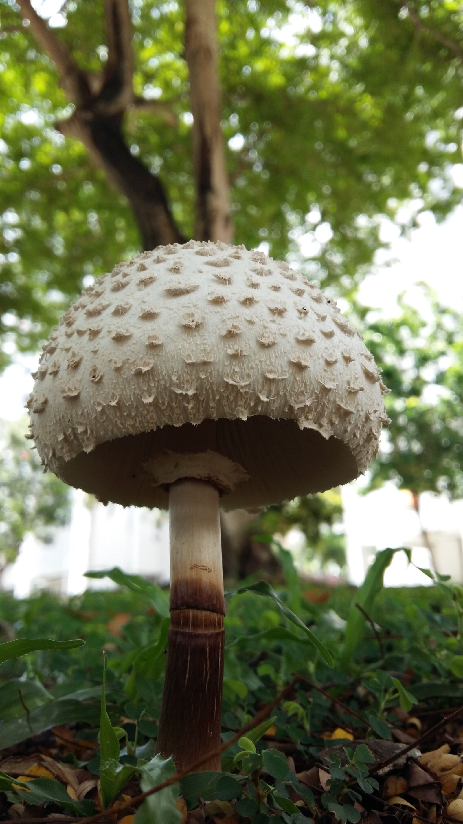 Samsung Galaxy A5 sample photo. Mushroom, fungus, nature photography