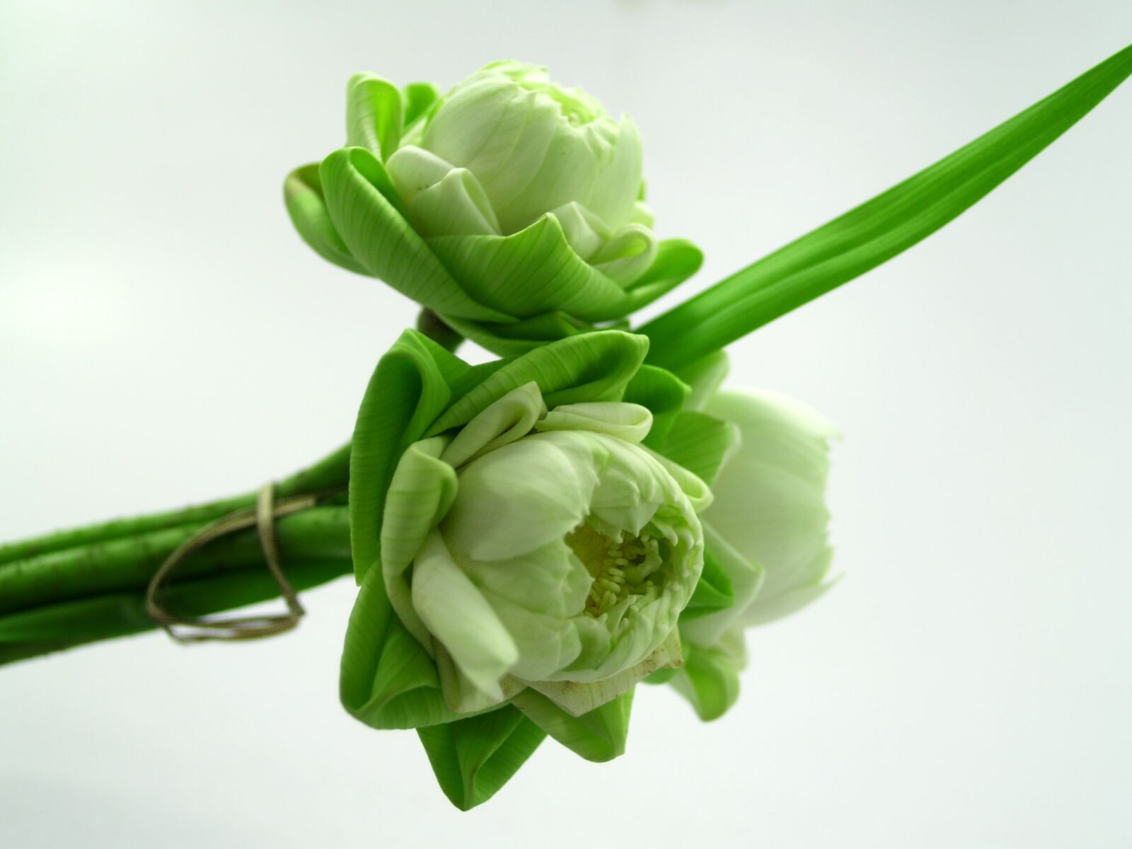 Olympus E-300 (EVOLT E-300) sample photo. White, flower, lotus photography