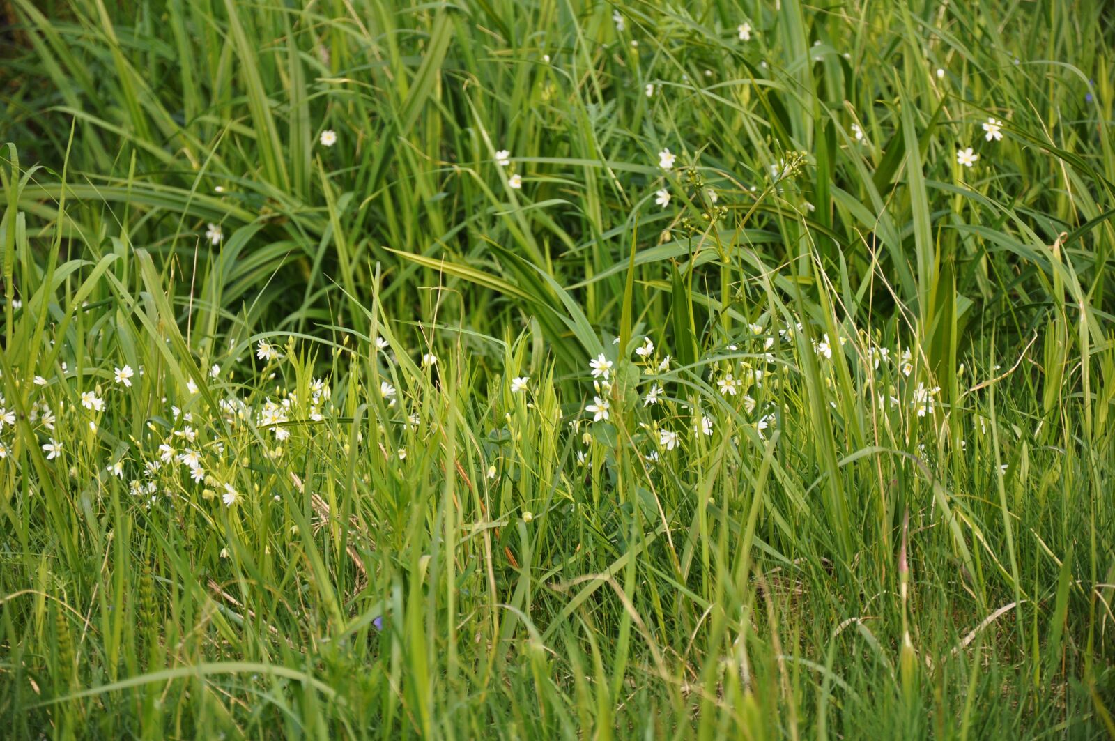 Nikon D90 sample photo. Grass, greens, nature photography
