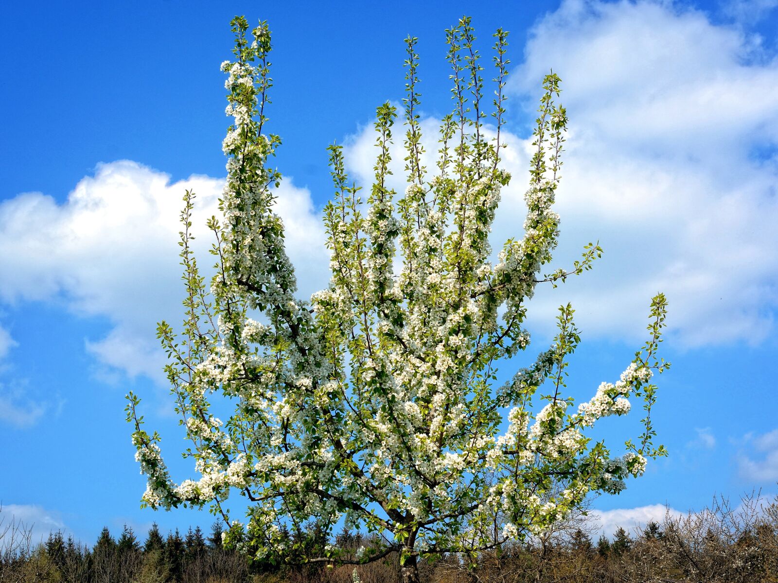 Nikon D7100 sample photo. Branch, blossom, bloom photography