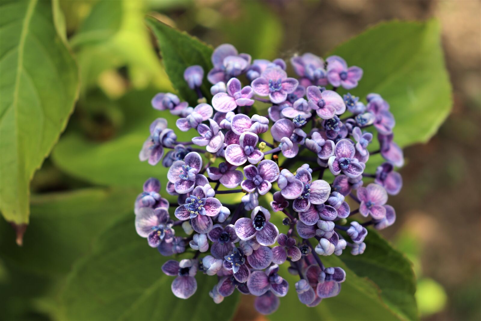 Canon EOS 800D (EOS Rebel T7i / EOS Kiss X9i) sample photo. Hydrangea, flowering shrubs, flower photography