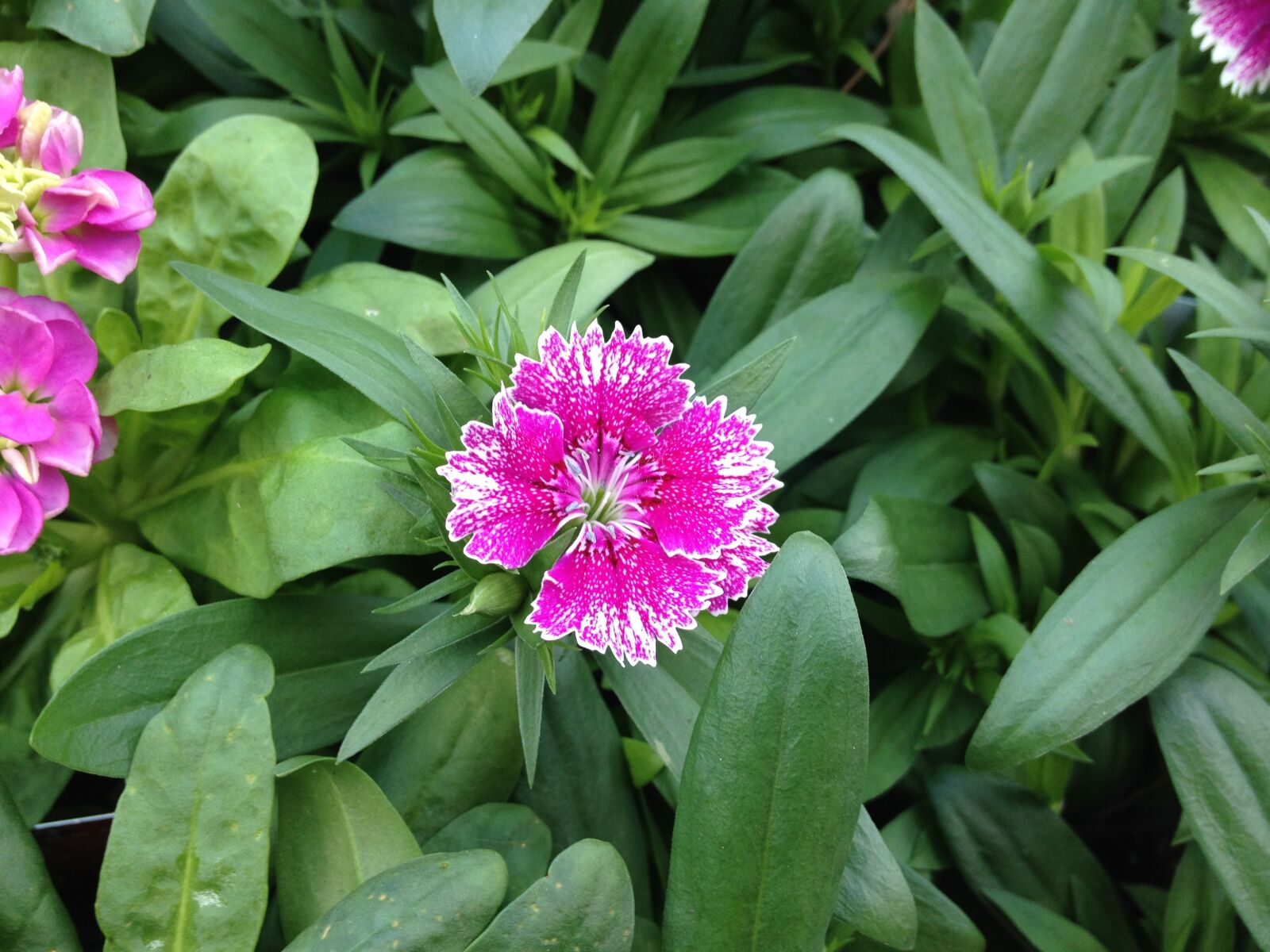 iPhone 4S back camera 4.28mm f/2.4 sample photo. Nature, flowers, plant photography