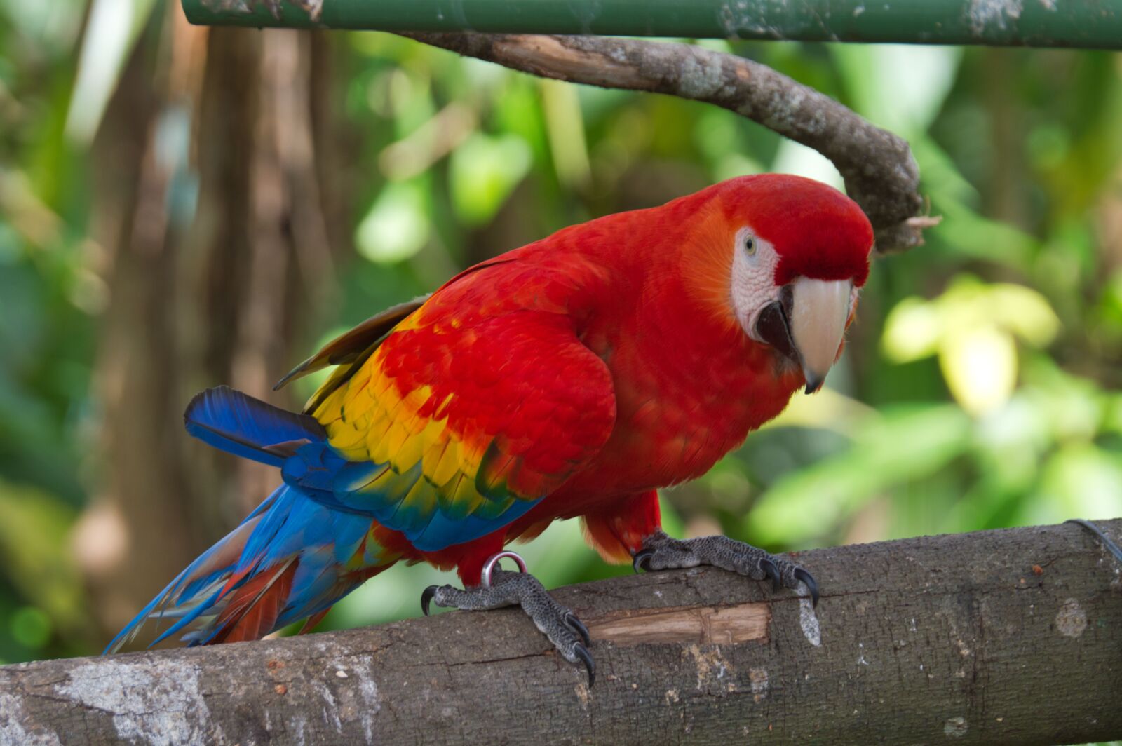 Nikon D3200 sample photo. Parrot, bird, costa rica photography