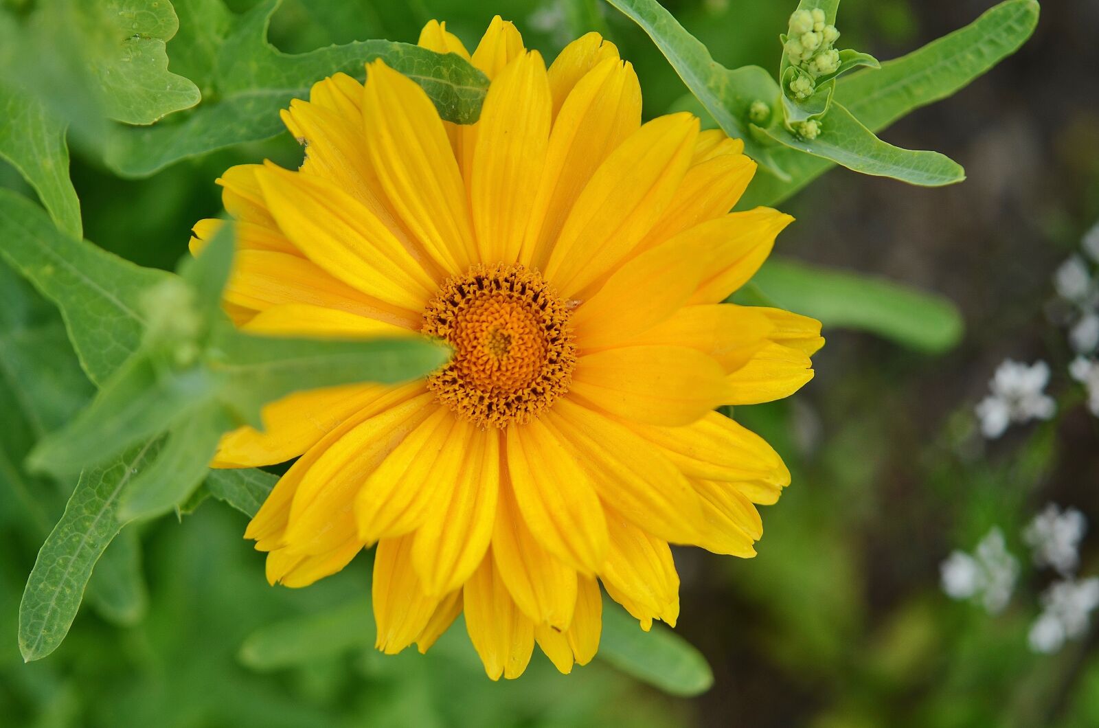 Nikon D7000 sample photo. Flower, natur, spring photography