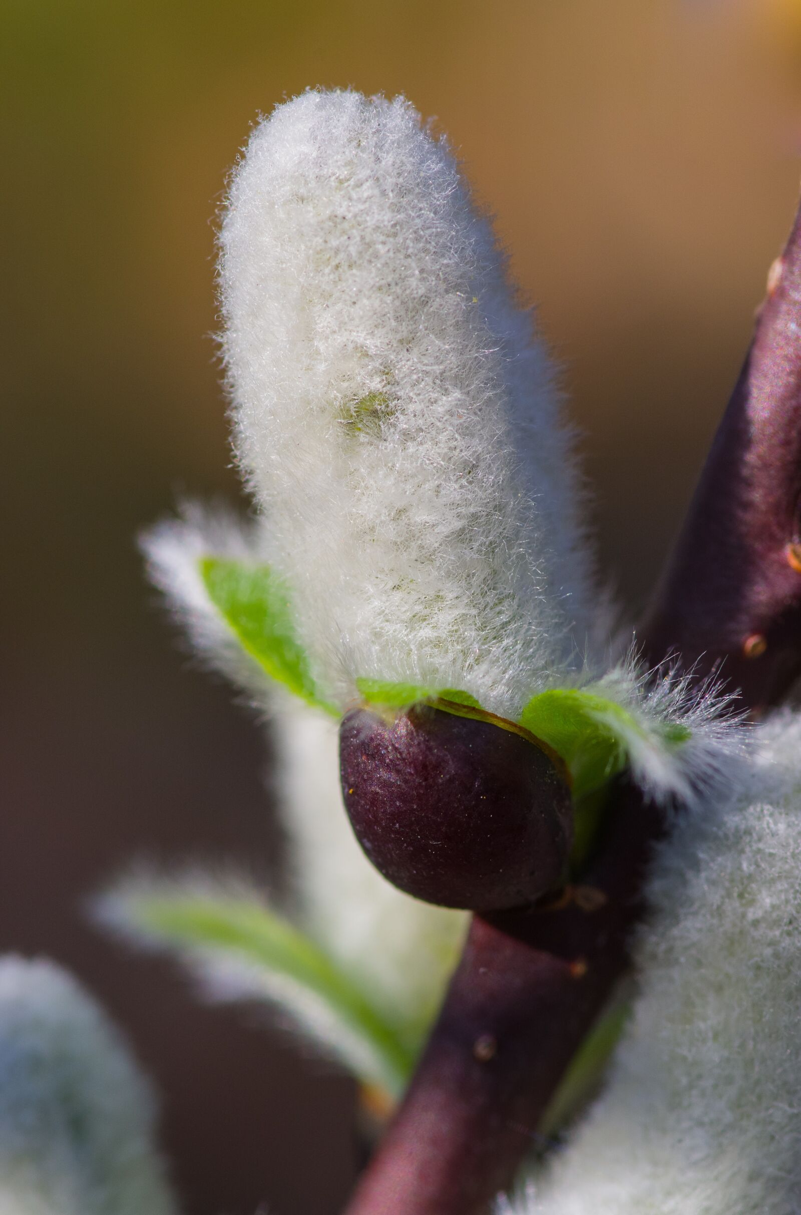 Pentax smc D-FA 100mm F2.8 Macro WR sample photo. Willow catkin, soft, plant photography