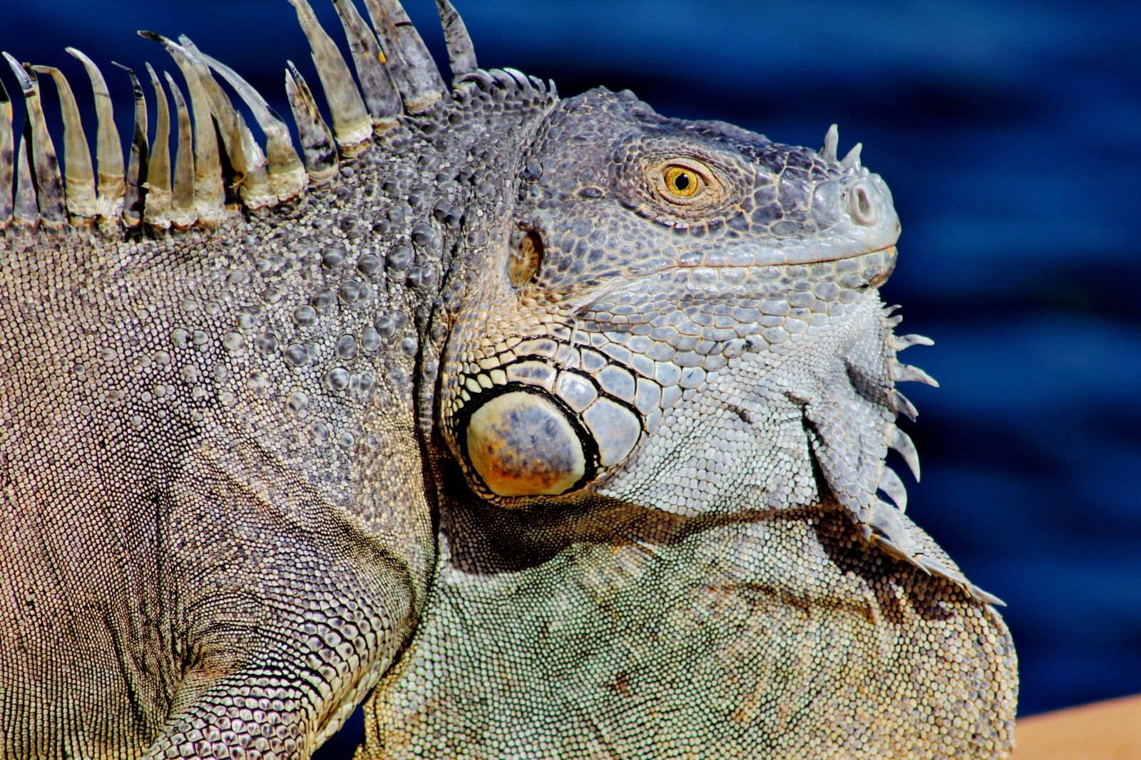 Canon EOS 550D (EOS Rebel T2i / EOS Kiss X4) sample photo. Animal, reptile, wild, macro photography