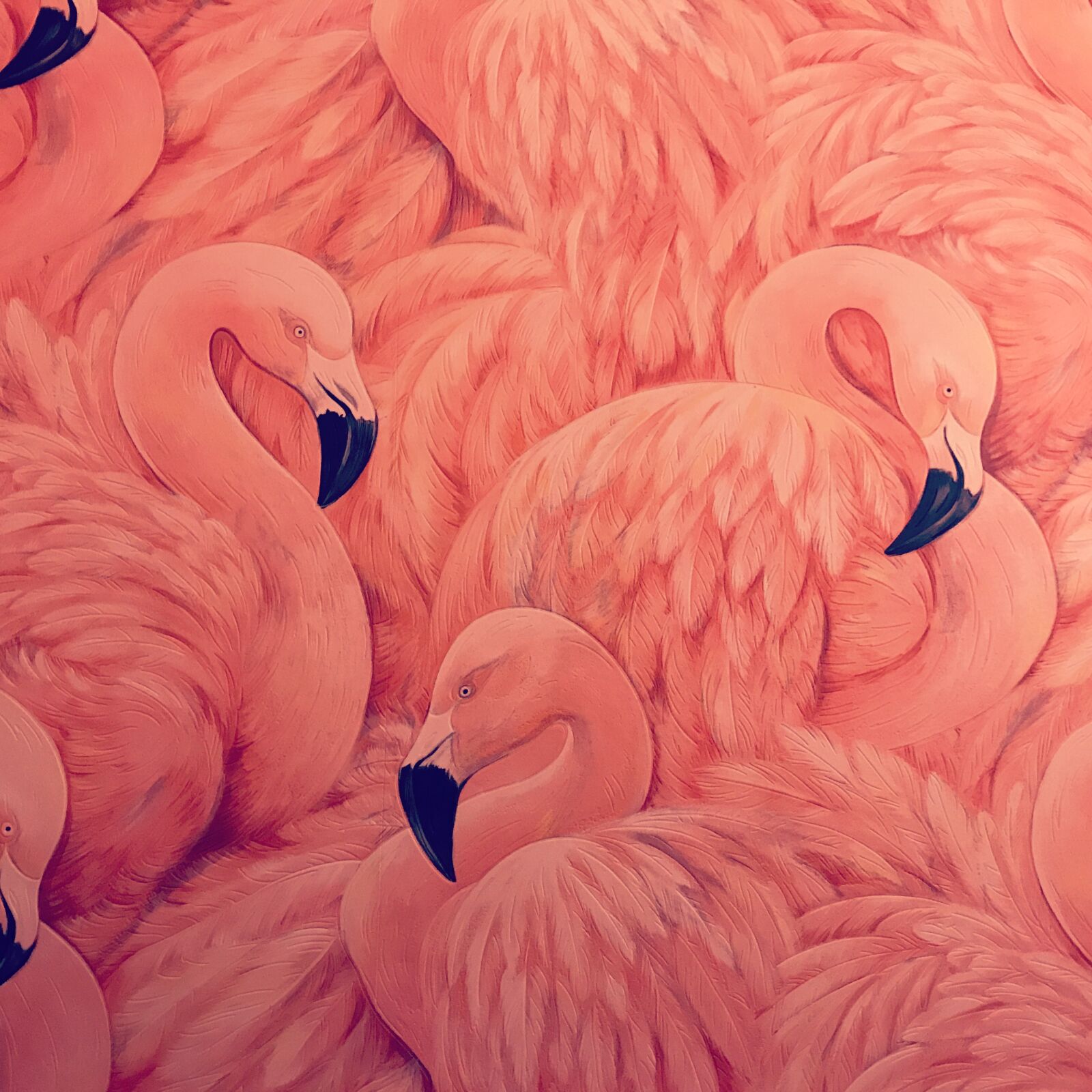 iPhone 7 back camera 3.99mm f/1.8 sample photo. Decor, flamingo, interior, pink photography