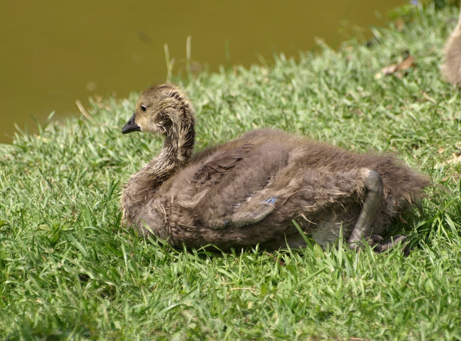 Olympus E-510 (EVOLT E-510) sample photo. Gaensekuecken, chicken, goose photography