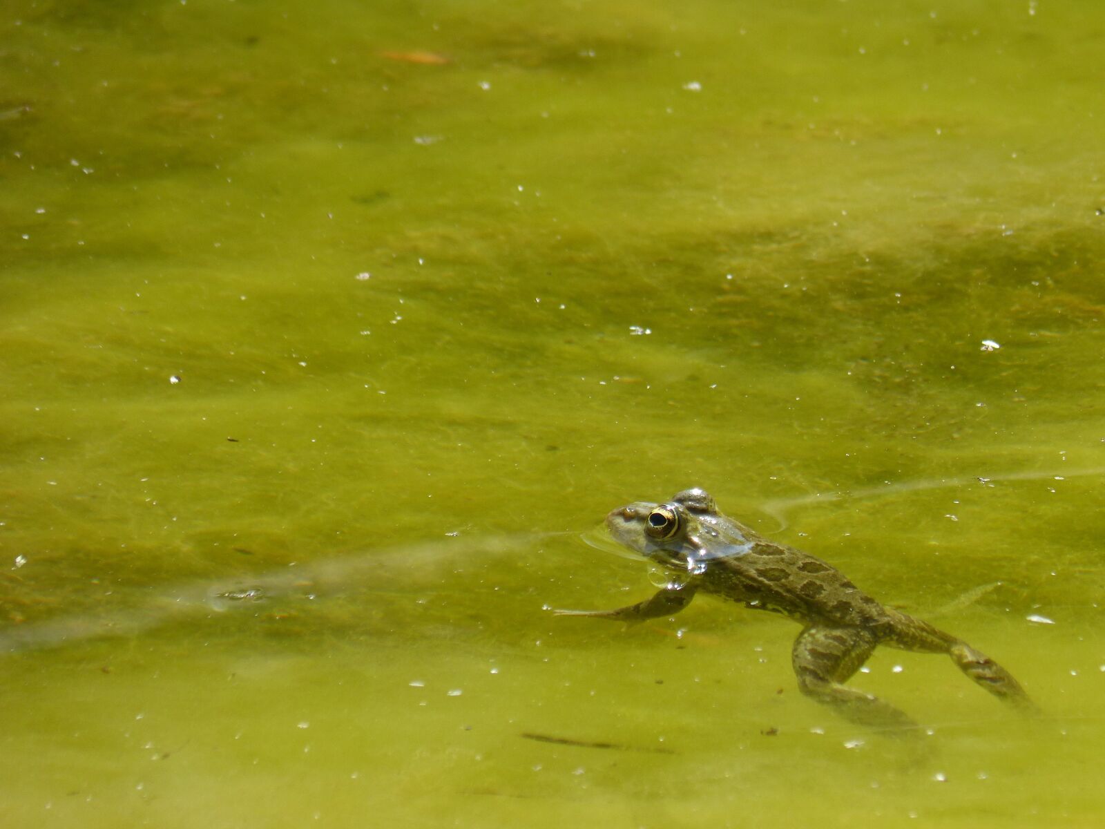 Panasonic DMC-FZ62 sample photo. Frog, raft, batrachian photography