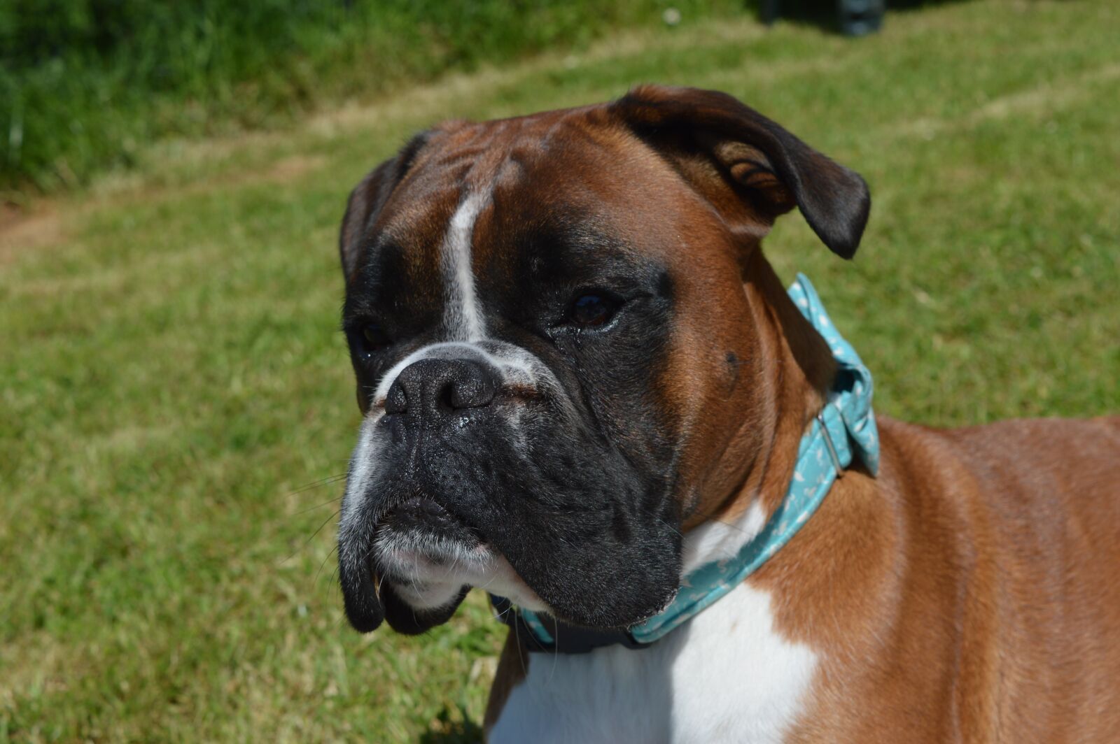 Nikon D3200 sample photo. Dog, boxer dog, pet photography
