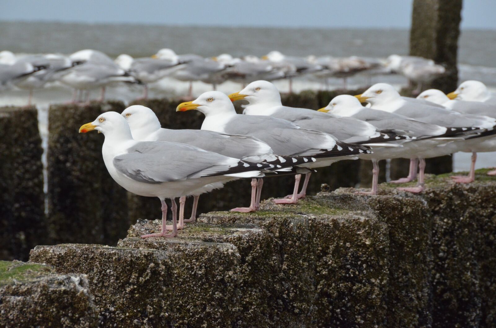 Nikon D5100 sample photo. Seagulls, sea, zealand photography