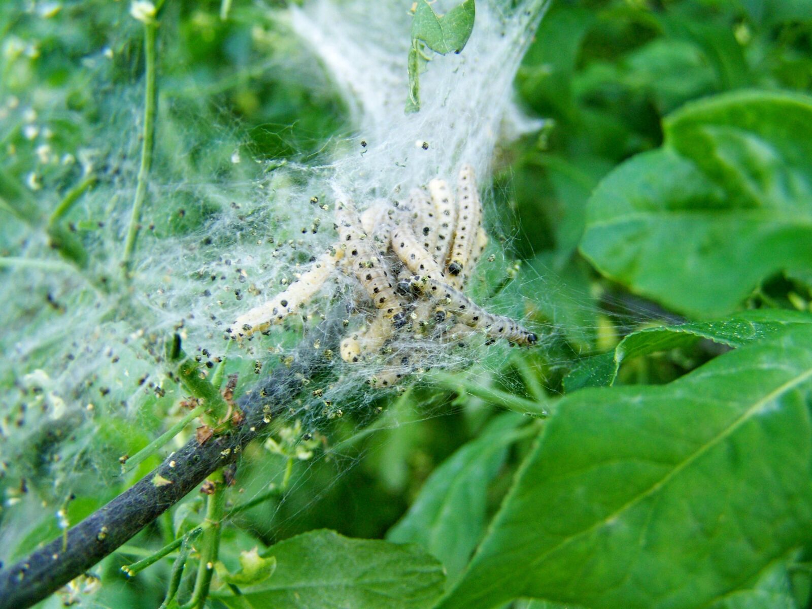 Kodak EASYSHARE ZD710 ZOOM DIGITAL CAMERA sample photo. Caterpillars, bedroom-woven, pest insect photography