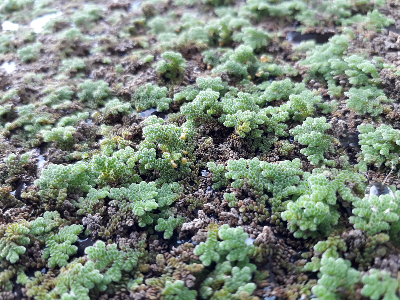Samsung Galaxy J5 Prime sample photo. Azolla photography
