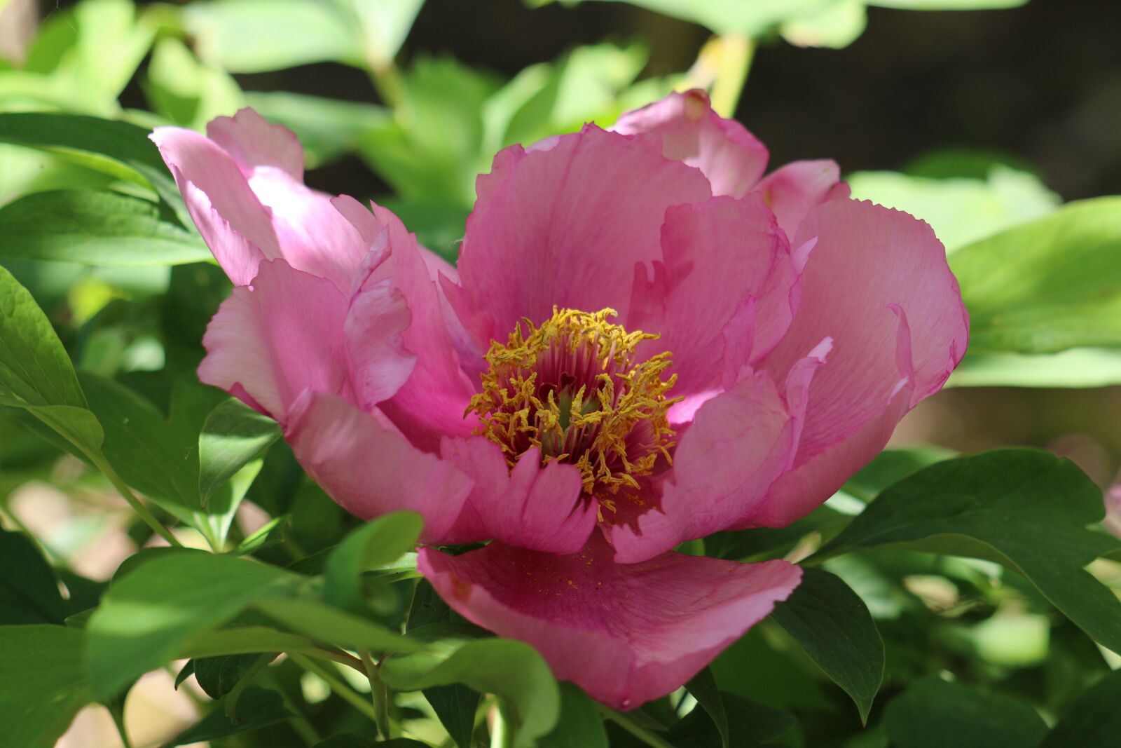 Canon EOS 70D + Canon EF 70-300 F4-5.6 IS II USM sample photo. Peony, flower, flowering photography