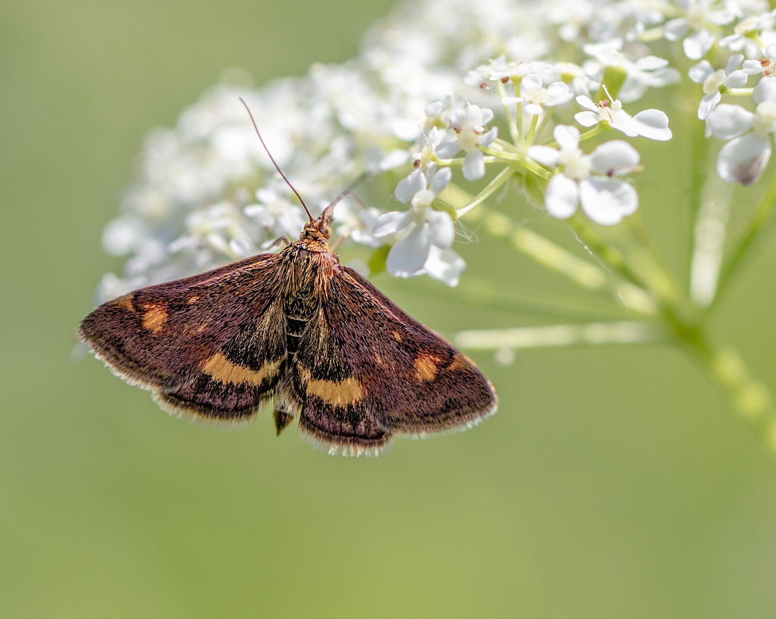 Canon EF 100mm F2.8L Macro IS USM sample photo. Small- purple-and-gold, moth, micro photography