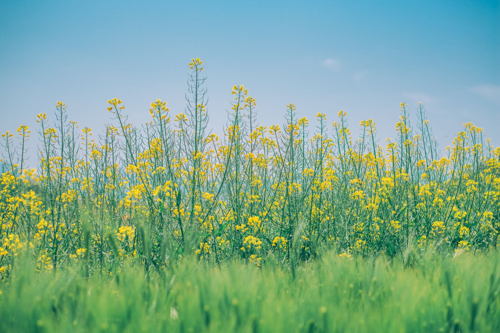 Nikon D750 sample photo. Rape flowers, cheongbori, nature photography