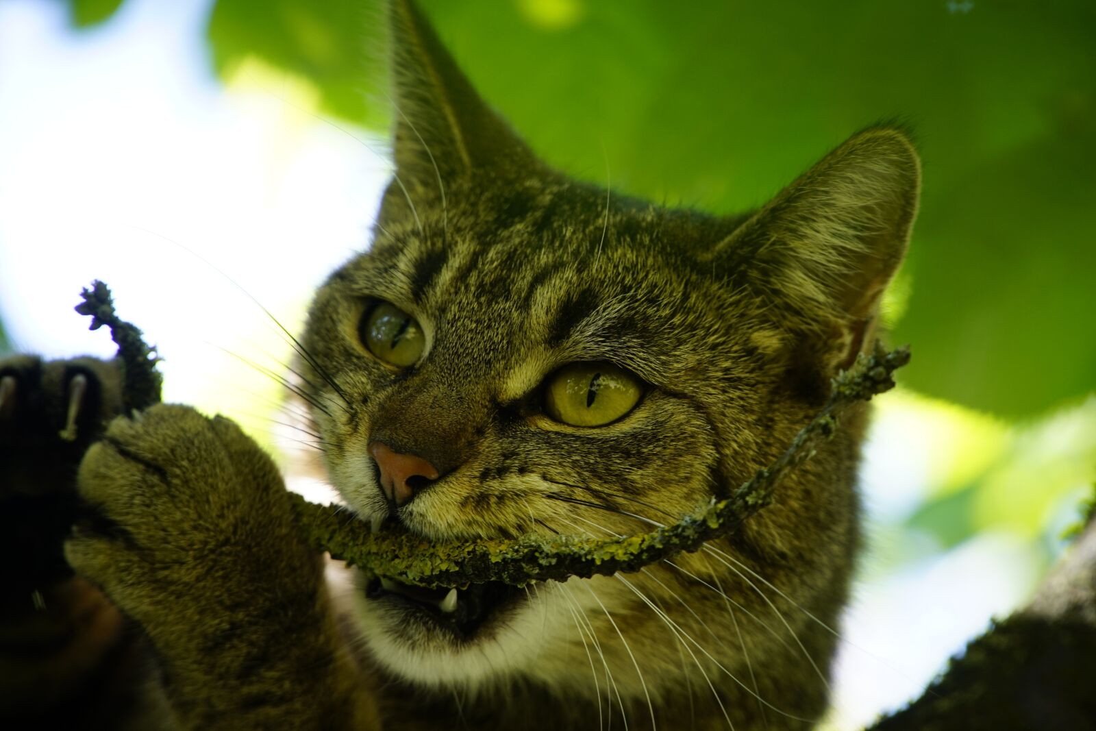 Sony a7R II + Sony E PZ 18-105mm F4 G OSS sample photo. Cat, playing, cherry photography