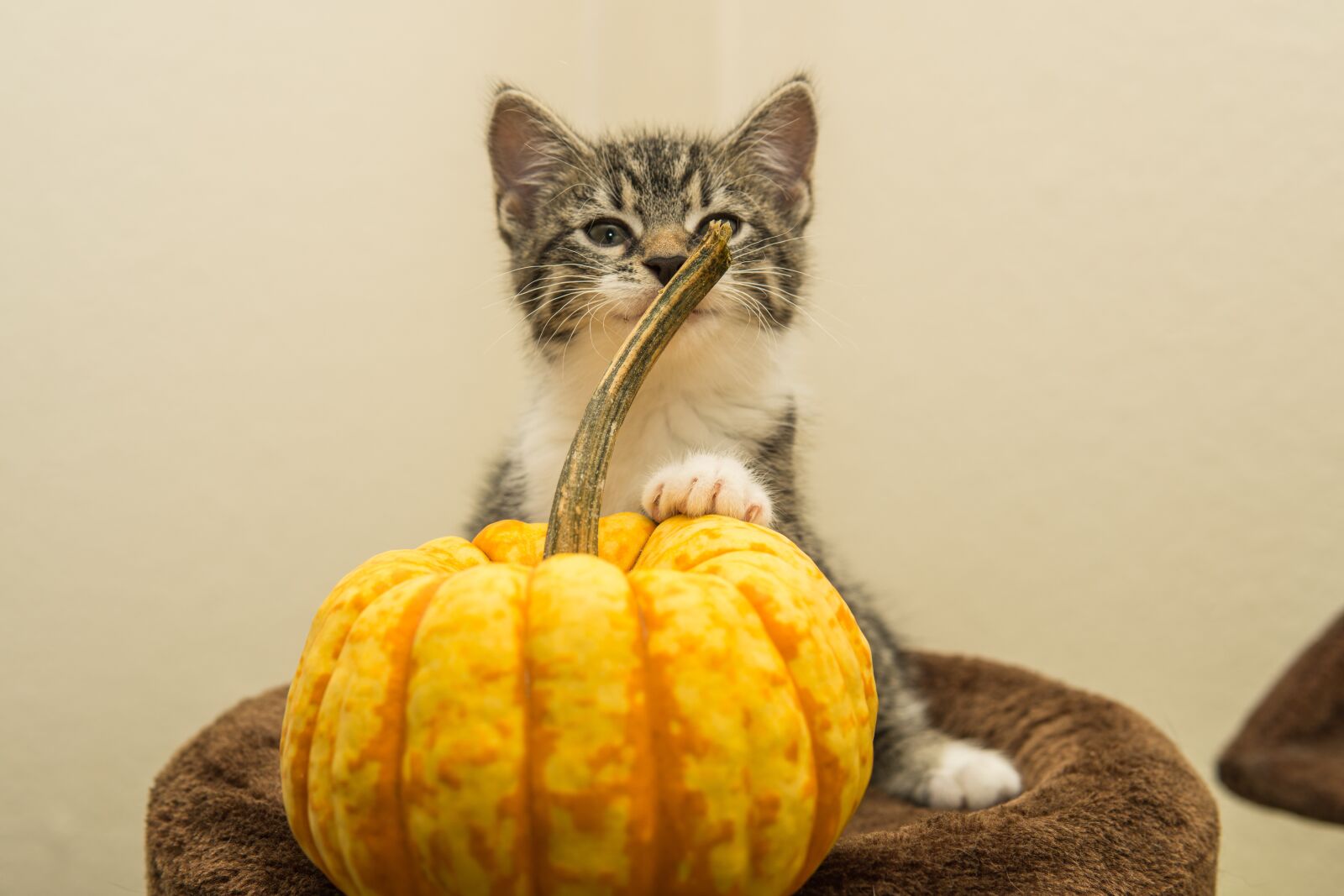 30mm F1.4 DC DN | Contemporary 016 sample photo. Cat, pumpkin, small photography