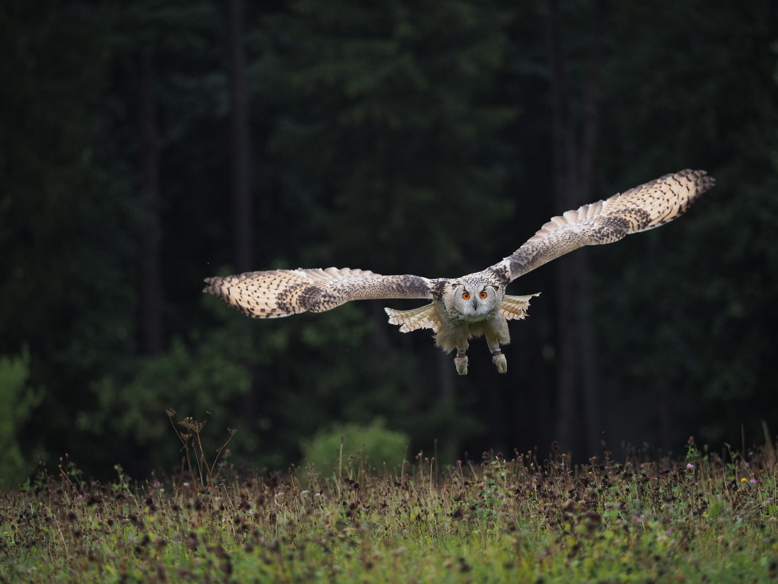 Olympus OM-D E-M1 Mark II + Olympus M.Zuiko Digital ED 40-150mm F2.8 Pro sample photo. Bird, animal, owl photography