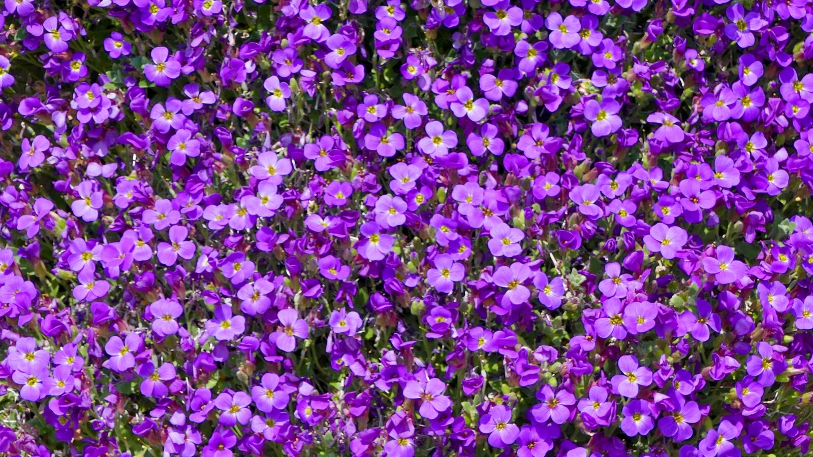 Panasonic Lumix DMC-FZ1000 sample photo. Nature, plant, garden photography