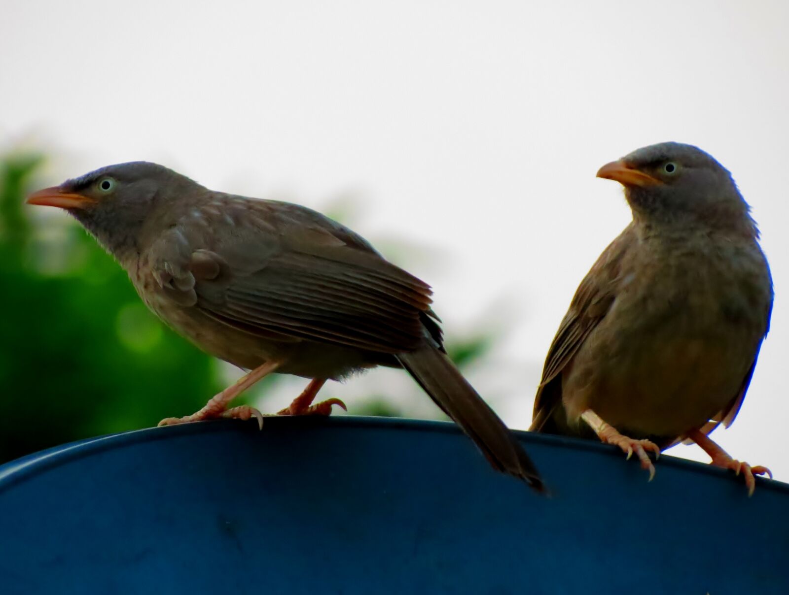 Canon PowerShot SX40 HS sample photo. Babbler, birds photography