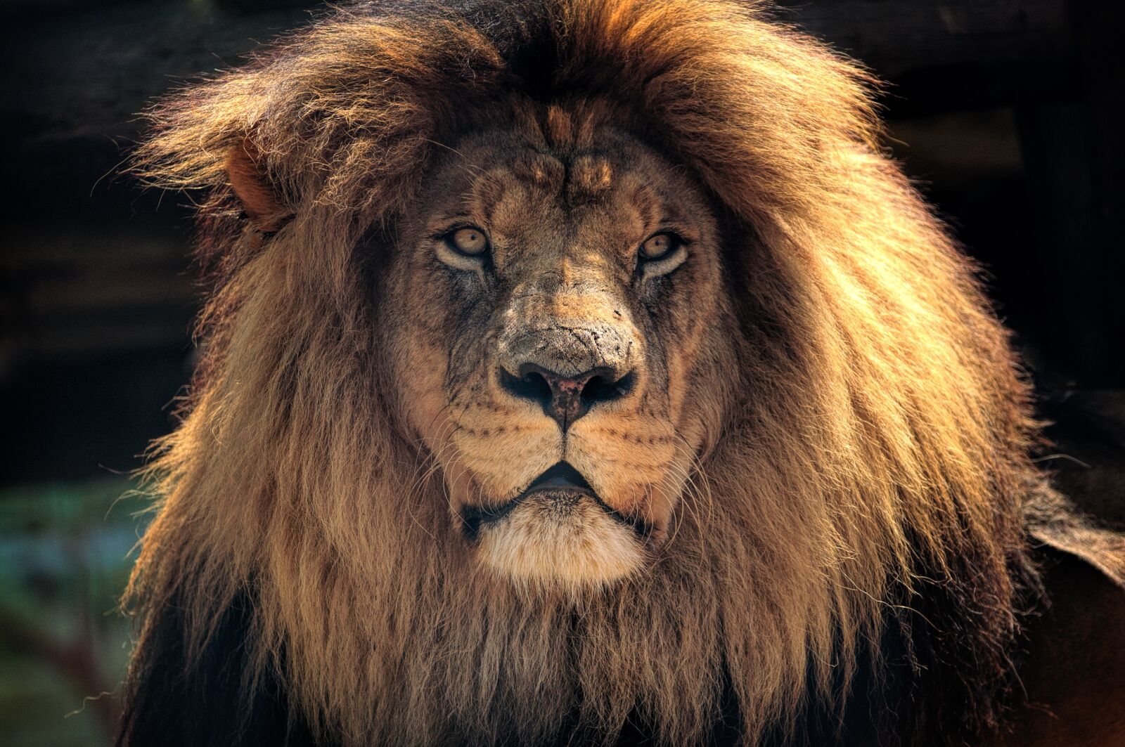 Nikon D90 sample photo. Lion, africa, nature photography