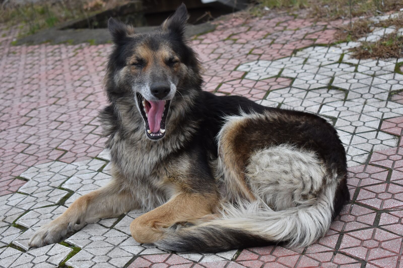 Nikon D3400 sample photo. Dog, cat, animal photography