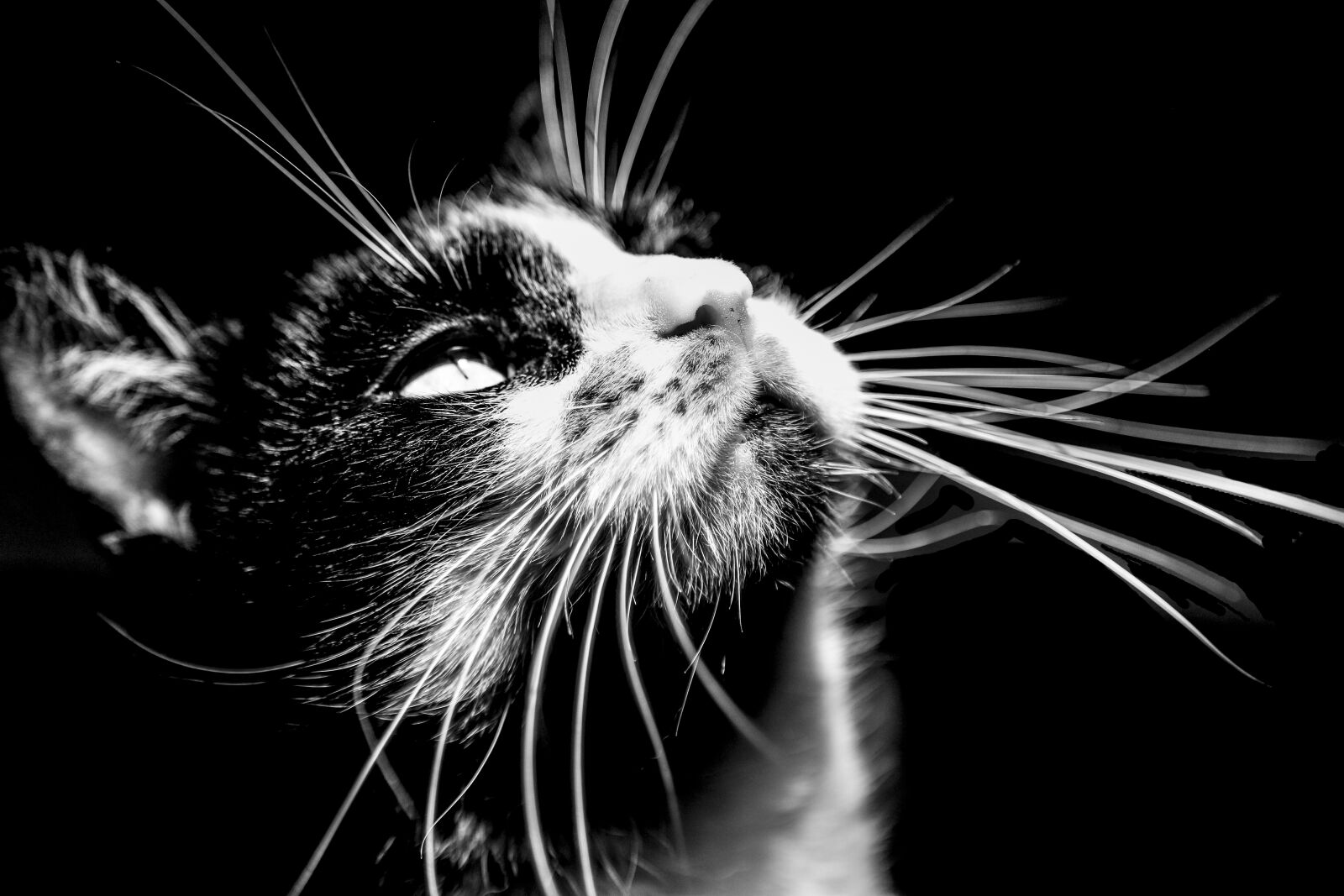 Canon EOS 6D sample photo. Cat, pet, animal photography