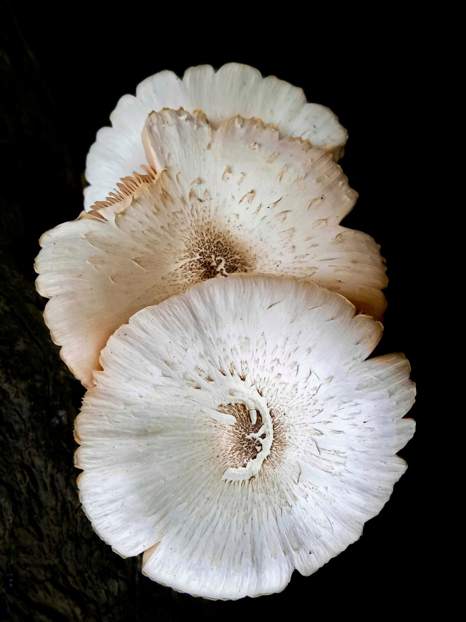 Realme C2 sample photo. Mushrooms, black background, dark photography