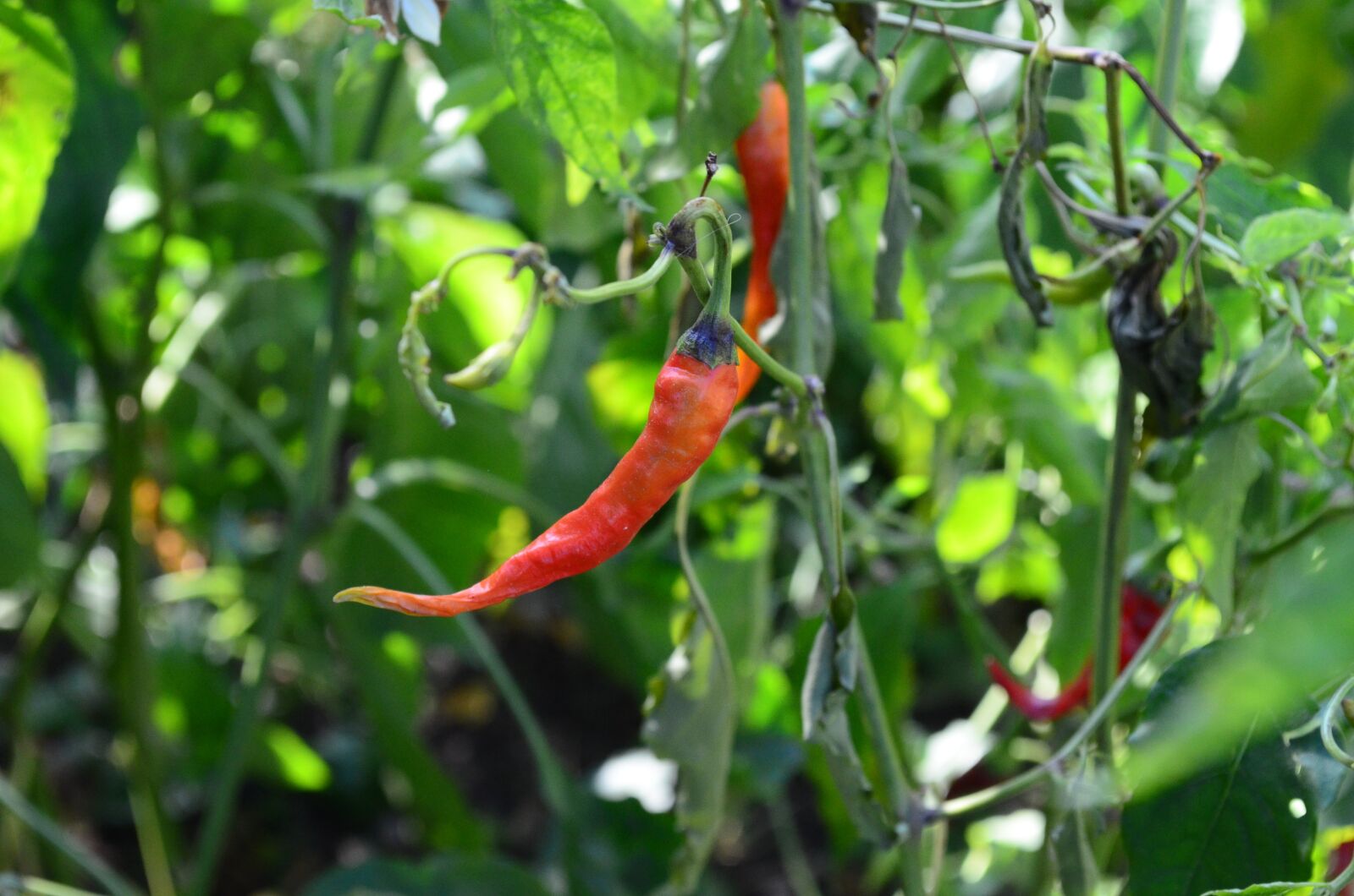 Nikon D5100 sample photo. Peppers, red, supplies photography