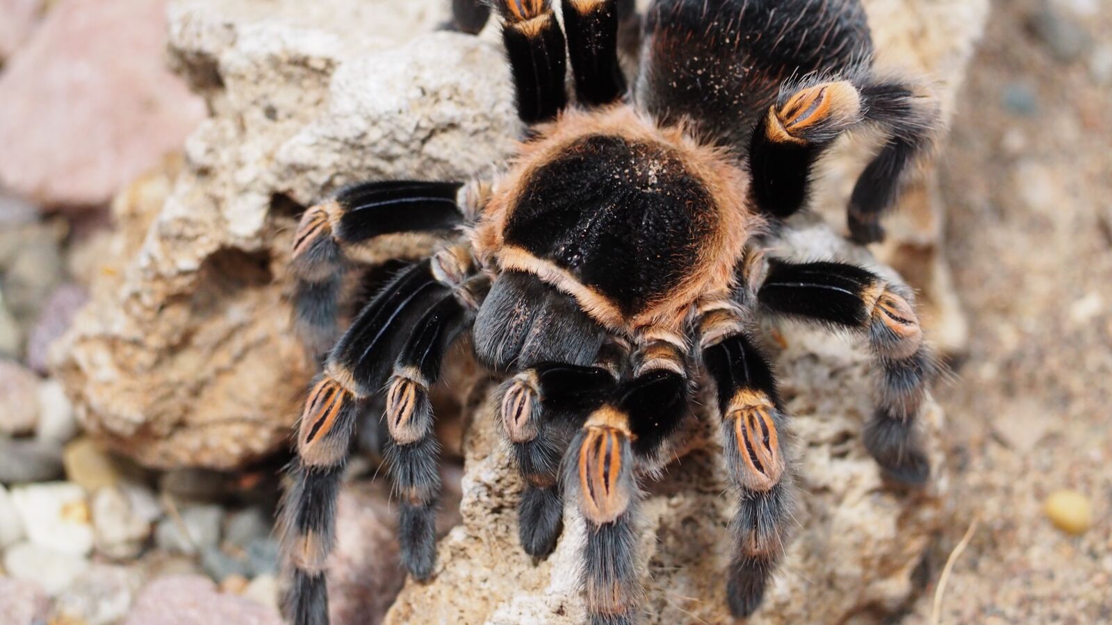 Olympus OM-D E-M10 II sample photo. Tarantula, spider, animal photography