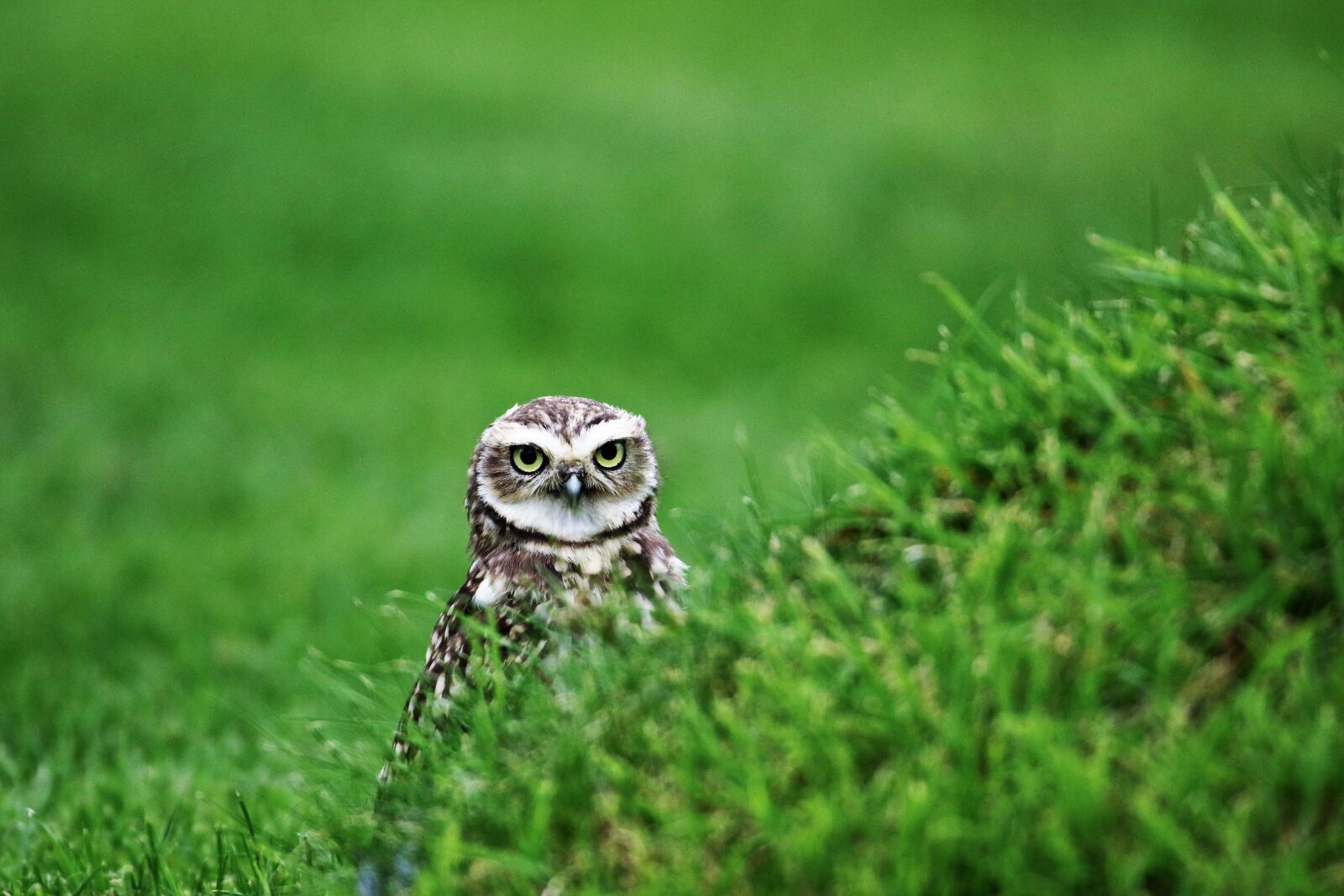 Canon EOS 7D Mark II sample photo. Burrowing owl, small owl photography