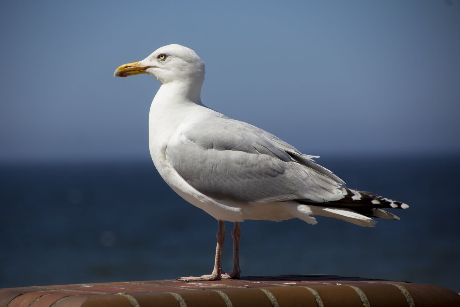 Canon EOS 60D sample photo. Sylt, westerland, north sea photography