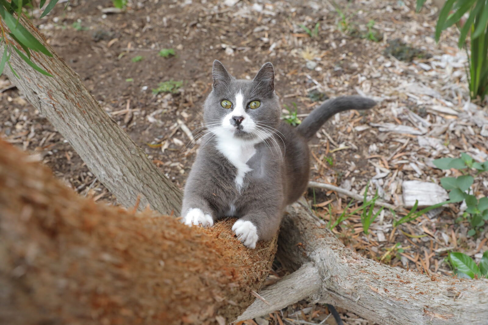 Canon EOS 5D Mark IV sample photo. Cat photography