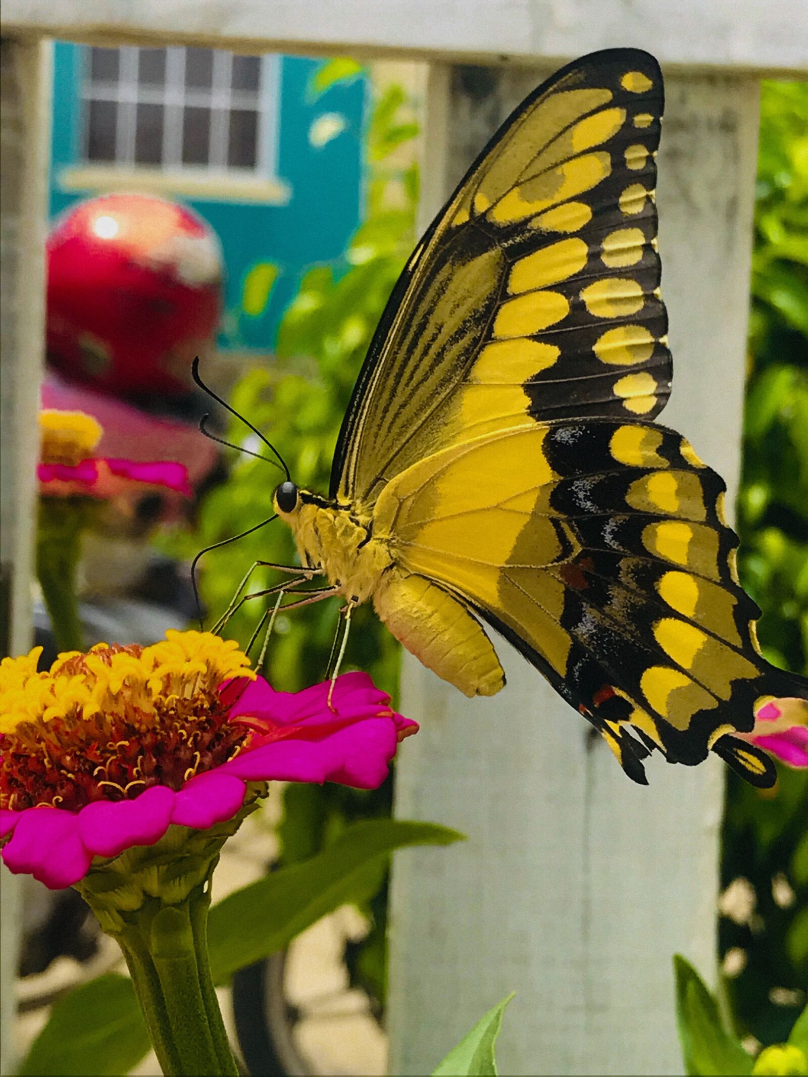 Apple iPhone 7 sample photo. Butterfly, beatiful, colors photography