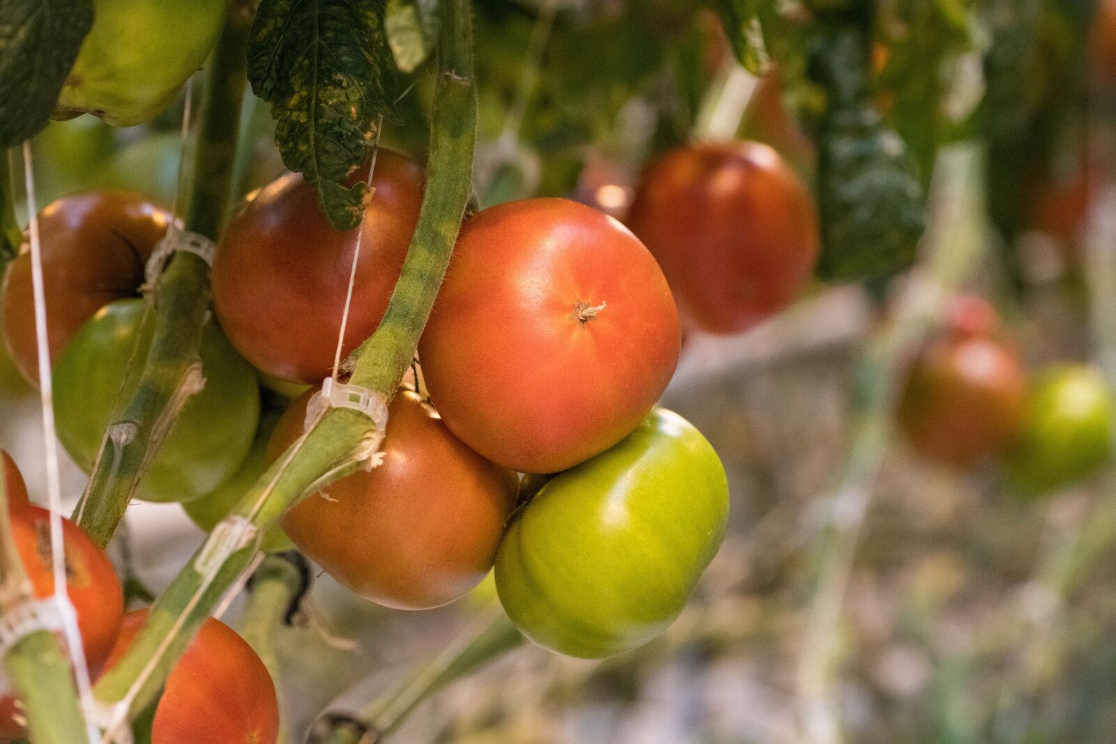 Nikon D850 sample photo. Tomatoes, fresh, vegetables photography
