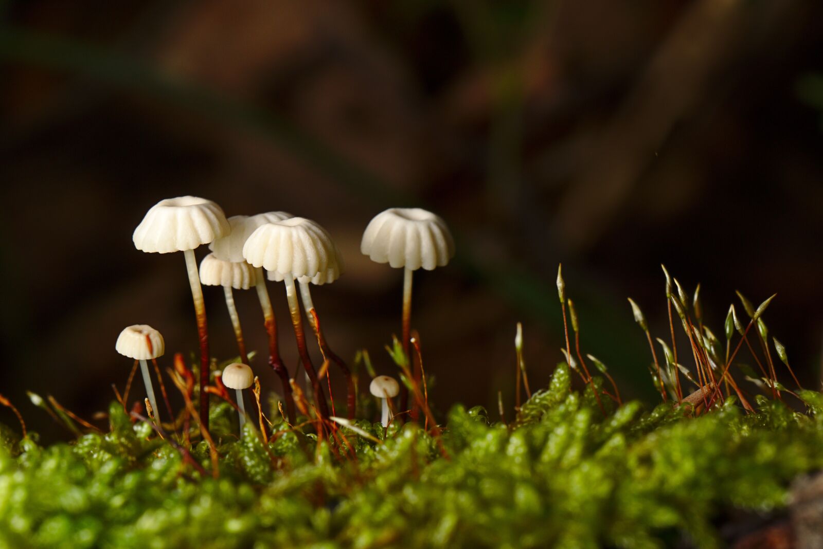 Canon EOS M5 + Canon EF 100mm F2.8L Macro IS USM sample photo. Mushroom, forest, moss photography