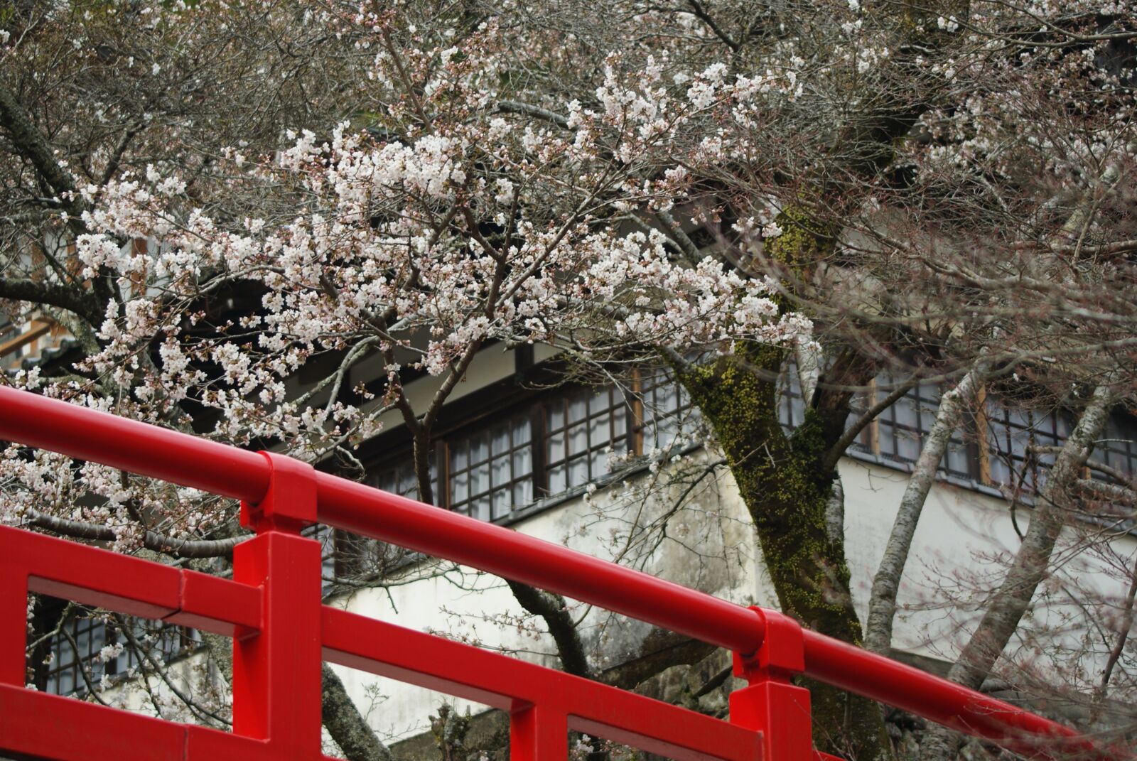Sony Alpha DSLR-A200 sample photo. Japan, sakura, blossoming photography