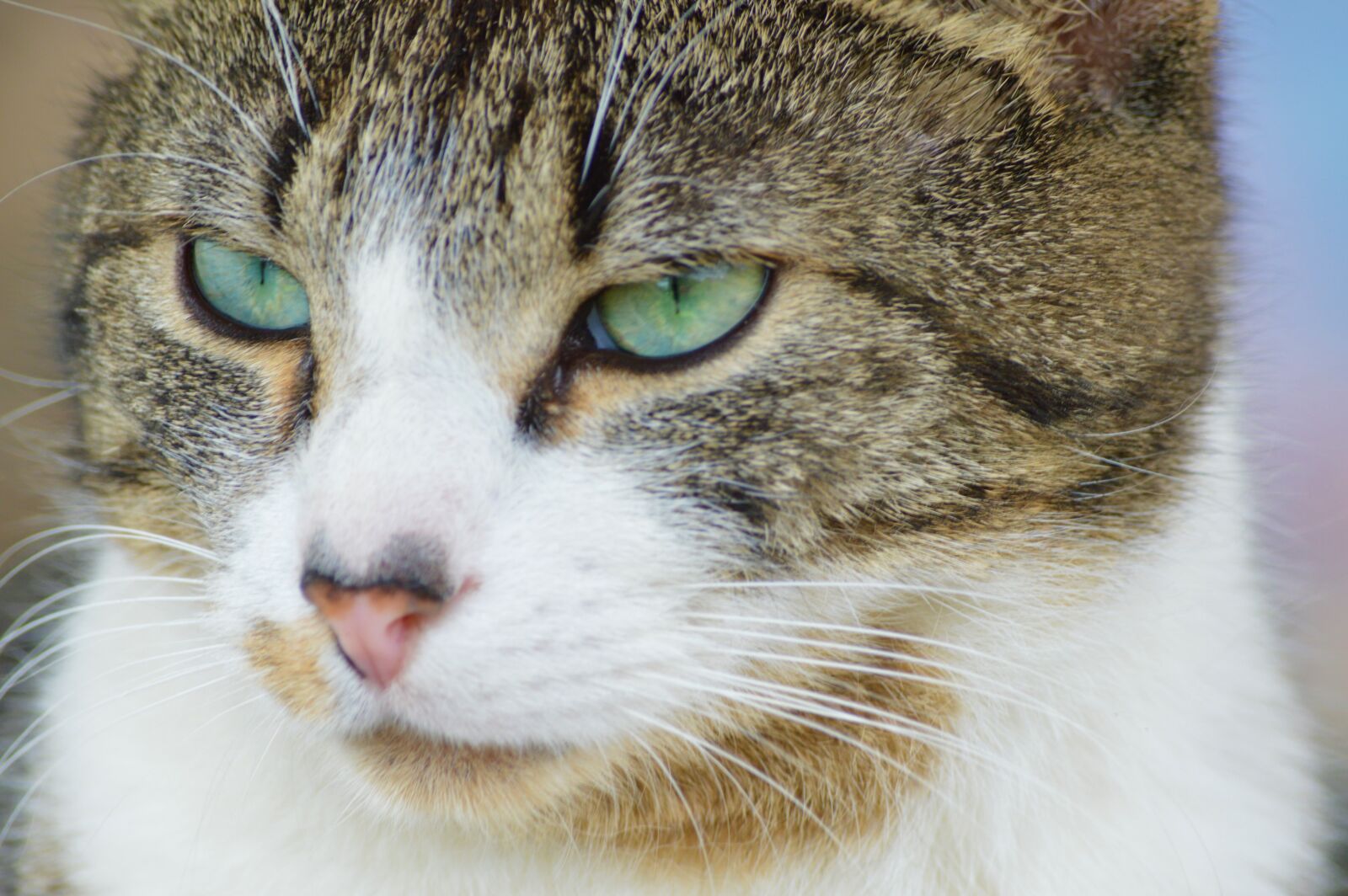 Nikon D3200 sample photo. Cat, portrait, eyes photography